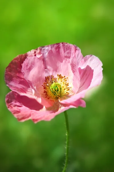 Wild poppy bloem — Stockfoto