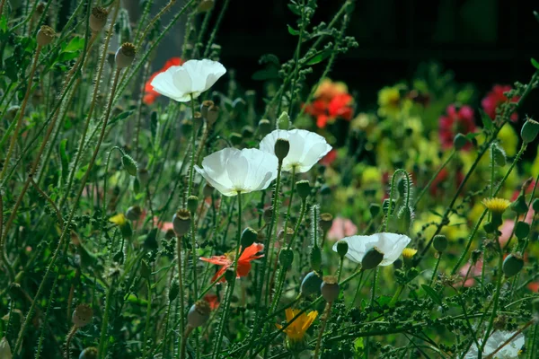 Papavers op een weide — Stockfoto