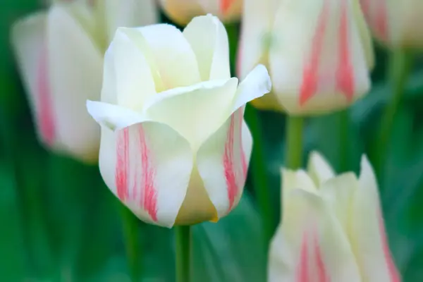 Tulipas (Tulipa greigii ) — Fotografia de Stock