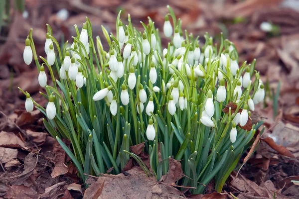 Snowdrop flowers in spring — Stock Photo, Image