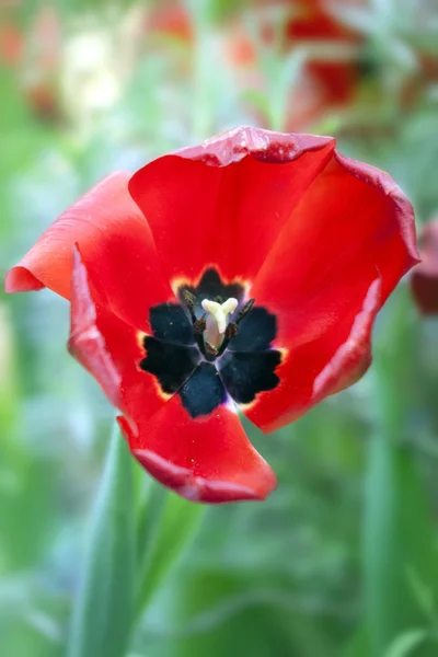 Tulipa vermelha descartada — Fotografia de Stock
