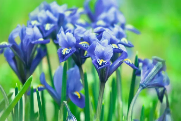 Iris reticulata (Iridodictyum) — Stok fotoğraf