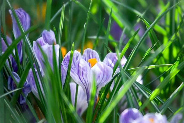 クロッカスの春の花 — ストック写真