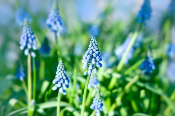 Flores de muskari azuis — Fotografia de Stock