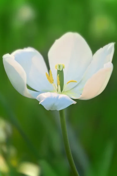 Tulipán blanco sobre verde —  Fotos de Stock