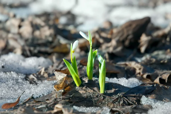 Flori Zăpadă Începutul Sezonului Primăvară — Fotografie, imagine de stoc