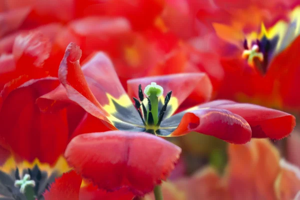 Tulipano Lucente Rosso Una Serra Primavera — Foto Stock