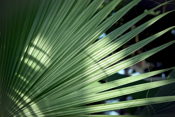 Palm tree branch. — Stock Photo, Image