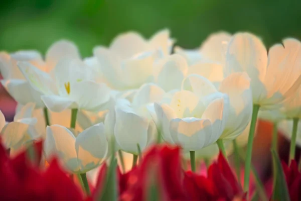 Fehér Fényes Tulipánok Tavaszi Üvegházhatást Okozó — Stock Fotó