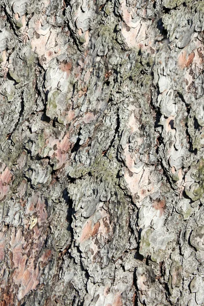 Zedernrinde Hintergrund Nahaufnahme — Stockfoto