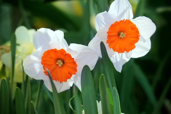 Schöne Frühlingsblumen Narzissen — Stockfoto