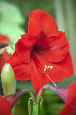 Hippeastrum Çiçek bahçesinde