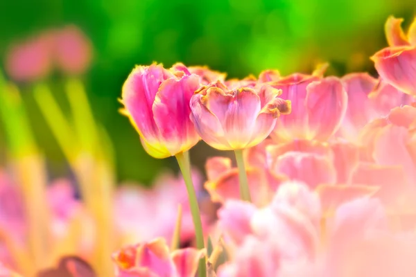 Tulipas cor-de-rosa. Primavera. — Fotografia de Stock