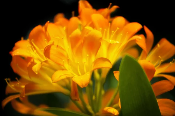 Orange clivia miniata blumen — Stockfoto