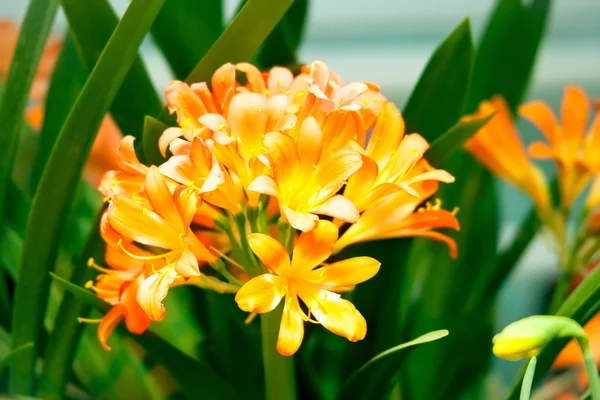 Pomarańczowa Clivia Miniata kwiaty — Zdjęcie stockowe