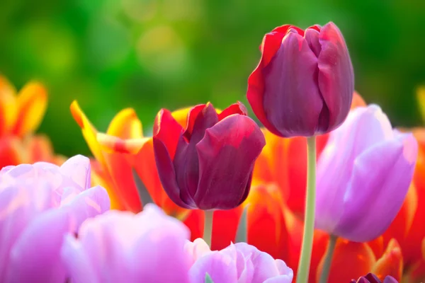 Tulipánok a napsütéses tavaszi üvegházhatást okozó — Stock Fotó