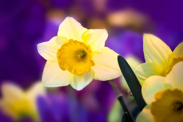 Wiosenne Kwiaty Żonkile Bliska — Zdjęcie stockowe