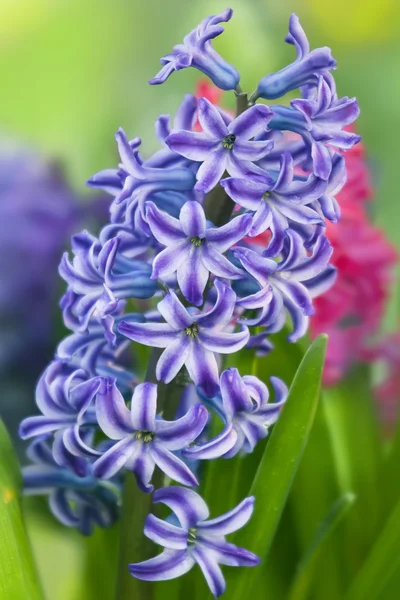 Hyacinth flor no jardim — Fotografia de Stock