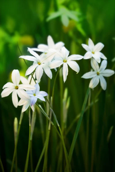 Білі Квіти Ipheion Uniflorum Яскраво Зеленому Фоні — стокове фото