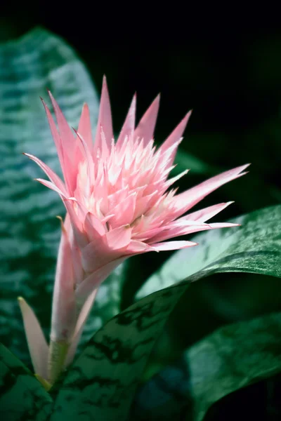 Bromelia (aechmea fasciata) —  Fotos de Stock