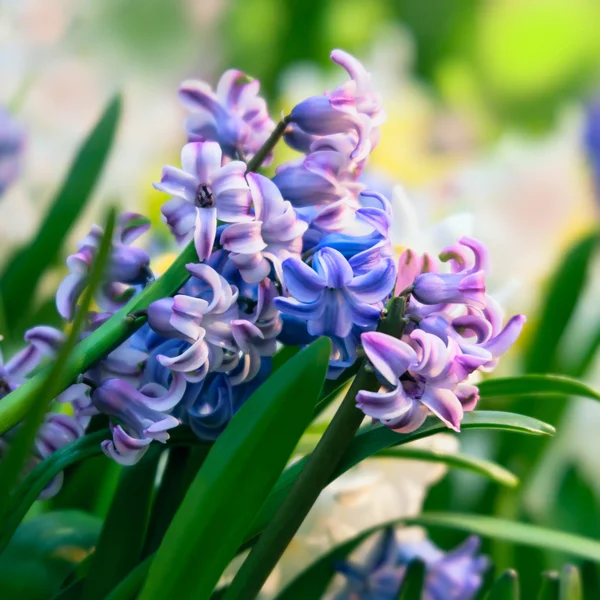 Hyacinten Bloem Tuin Close — Stockfoto