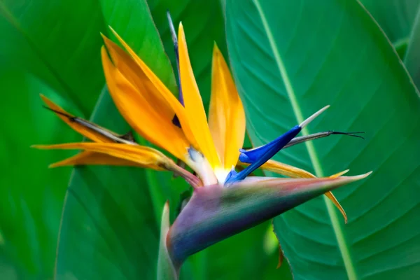 Strelitzia Reginae flor close-up — Fotografia de Stock