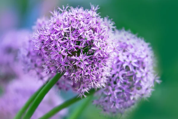 Zbliżenie kwiatów Allium — Zdjęcie stockowe