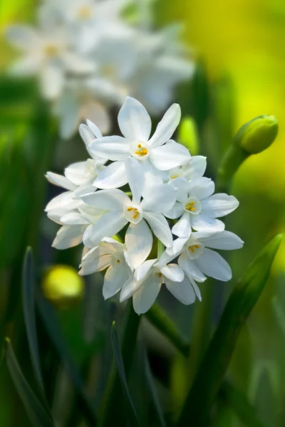 春の庭の水仙 Paperwhite Ziva ニホンスイセン — ストック写真