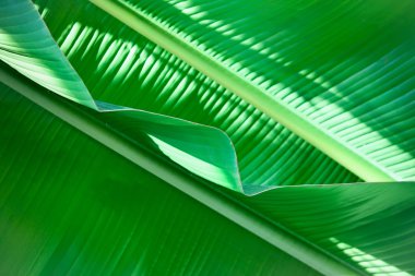 Doku arka planını taze yaprak yeşil