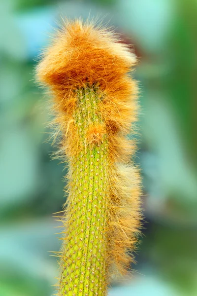 Kaktus mit roten Haaren — Stockfoto