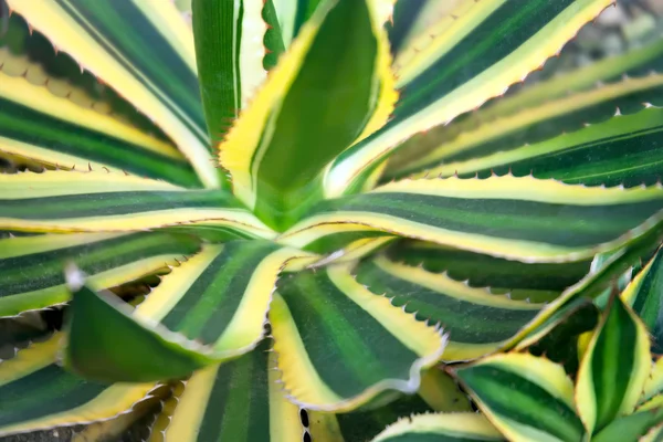 Agave növény közelről — Stock Fotó