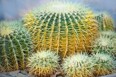 Kaktüs bitkisi. Echinocactus 
