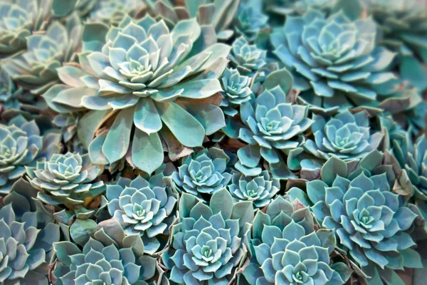 Planta Echeveria - perene perene suculenta — Fotografia de Stock