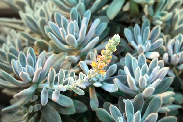 Floración de la planta de Echeveria —  Fotos de Stock