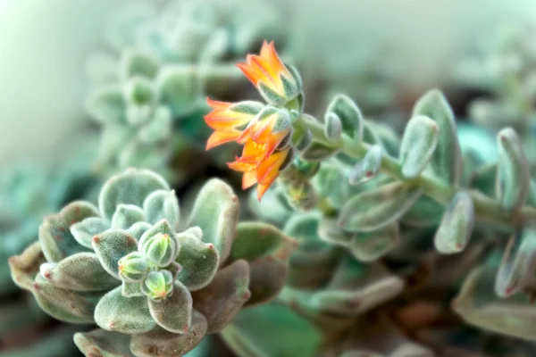 Floração da planta de Echeveria — Fotografia de Stock