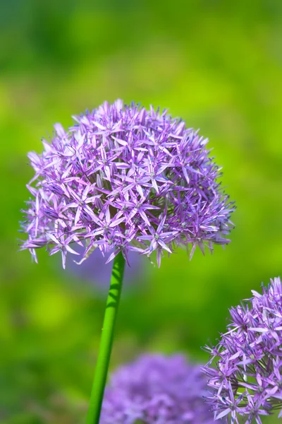 Allium lila virágok botanikus kert — Stock Fotó