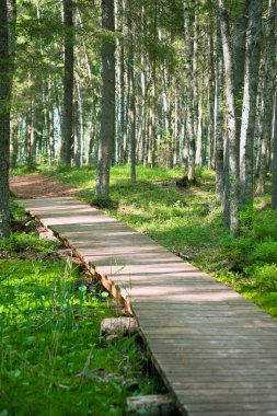 Çam ormanı içinde yürüyüş yolu