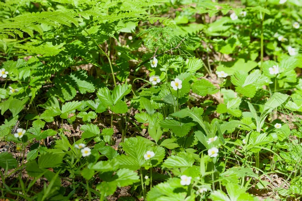 Fiori di fragole selvatiche nella foresta — Foto Stock