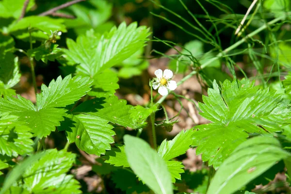 Fiore di fragola selvatica nella foresta — Foto Stock