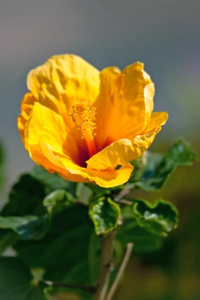 Sárga virág Hibiscus. Közelről — Stock Fotó