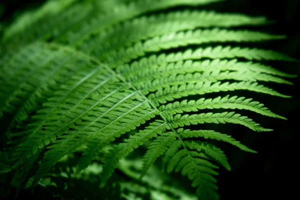 Fern, yaprak — Stok fotoğraf