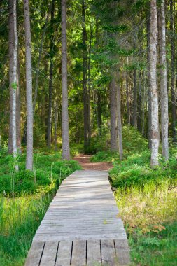 Çam ormanı içinde yürüyüş yolu