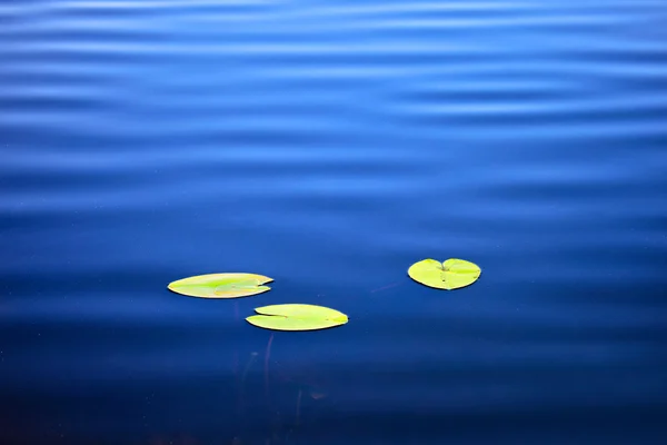 Surface of  water with leaves — Stock Photo, Image