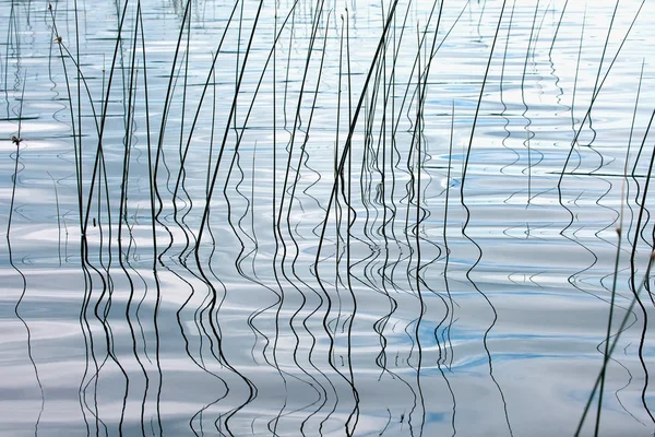 Fond Naturel Avec Roseau Côtier Son Reflet Ondulé Dans Eau — Photo