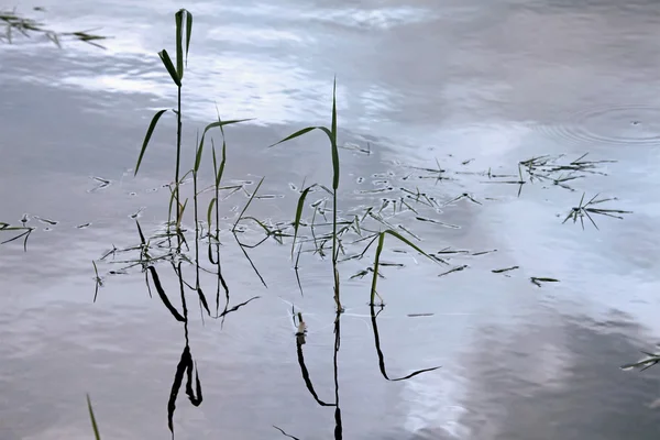 Природний Фон Прибережною Тростиною Озерною Водою — стокове фото