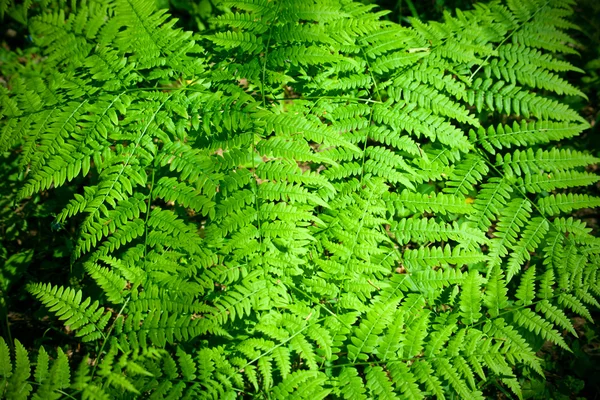 Bladeren van varens. Natuurlijke achtergrond — Stockfoto