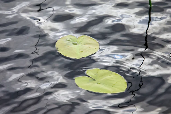 Водна поверхня з листям — стокове фото