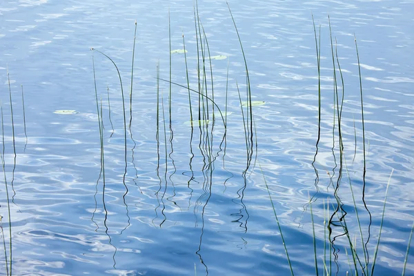 Wasserhintergrund mit Küstenpflanzen und welligen Spiegelungen — Stockfoto