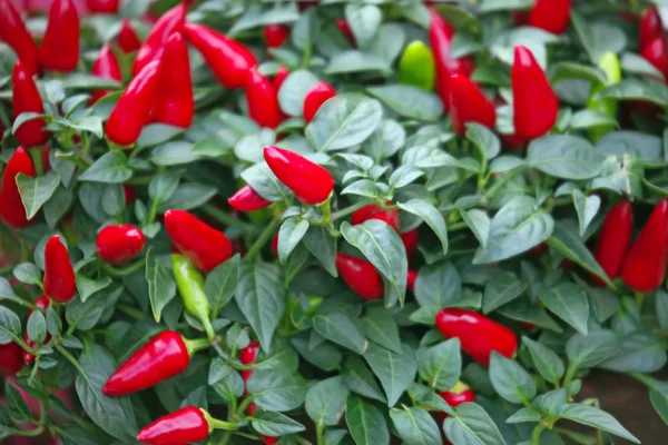 Piments rouges mûrs — Photo