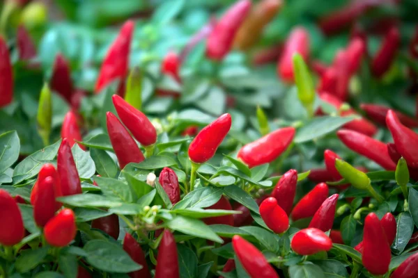 Olgun kırmızı sıcak biber bitki üzerinde — Stok fotoğraf